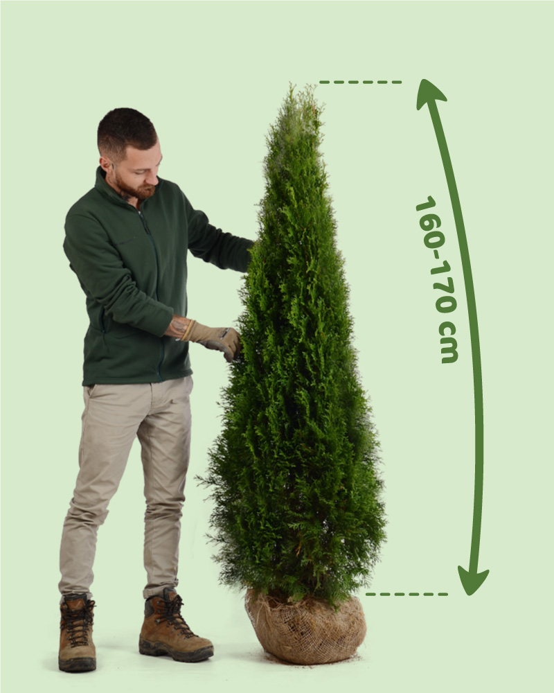 Wie Hoch Werden Thuja